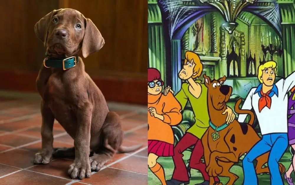 Scooby-Doo será vivido pela primeira vez por cachorro real em novo live-action da Netflix Foto: Steve Dietl/Netflix/Warner Bros./Divulgação