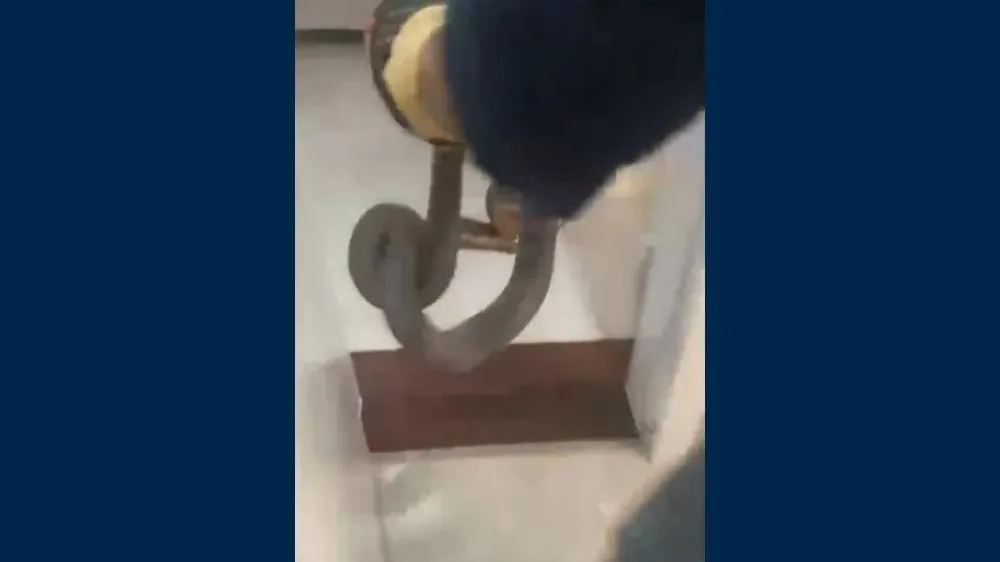 Print da cena no momento em que a jiboia é capturada 